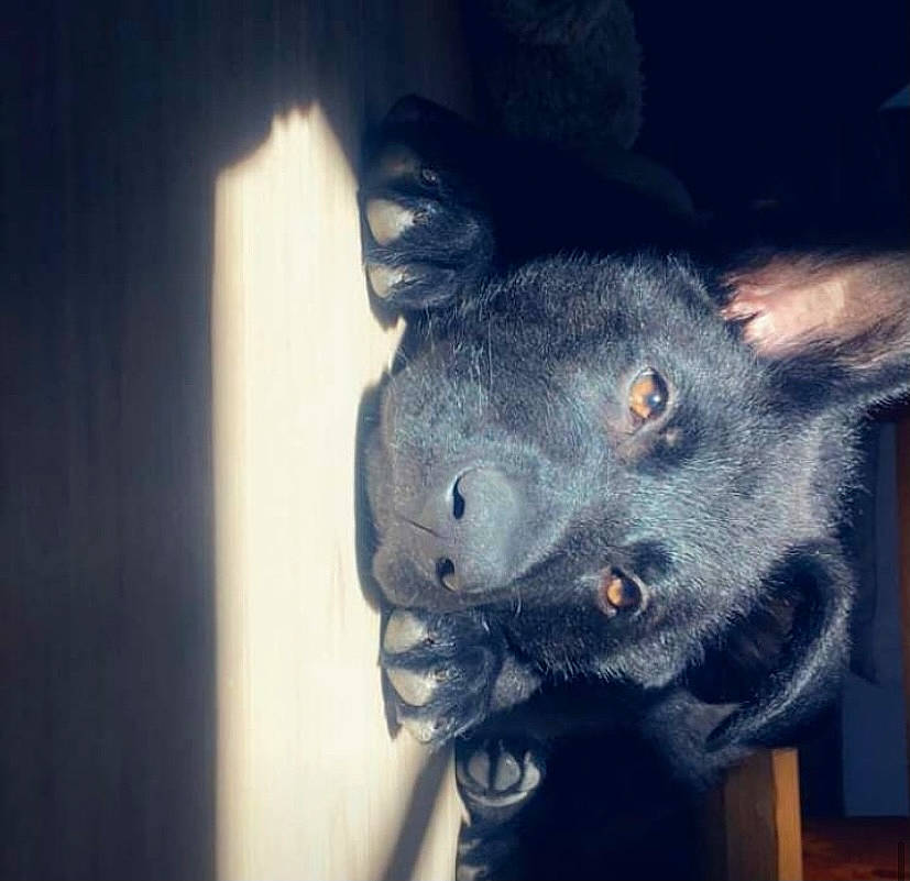 Phantom a rejoint le concours — aidez-le/la à gagner de superbes lots ! canidae, carnivore, dog, dog_breed, domestic_short_haired_cat, ear, electric_blue, fashion_accessory, felidae, fur, jaw, russian_blue, sky, small_to_medium_sized_cats, snout, sporting_group, square, tail, whiskers, working_animal