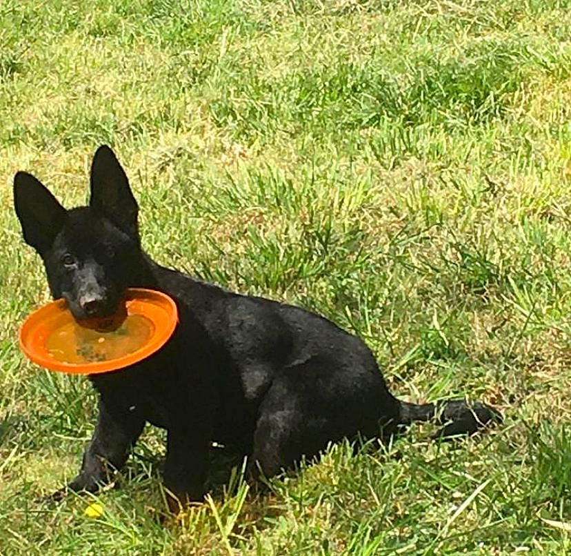 Phantom a rejoint le concours — aidez-le/la à gagner de superbes lots ! carnivore, companion_dog, dog, dog_breed, dog_supply, grass, grassland, groundcover, guard_dog, herding_dog, pinscher, plant, prazsky_krysarik, snout, sporting_group, tail, terrestrial_animal, toy_dog, working_animal, working_dog