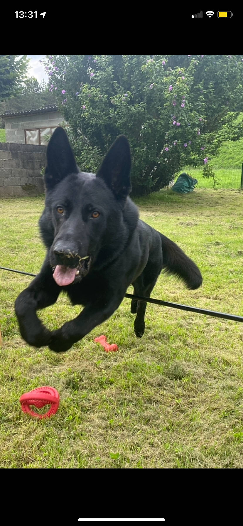 Phantom participe au concours pour gagner de l'argent avec cette photo : ball, canidae, carnivore, dog, dog_breed, grass, guard_dog, non_sporting_group, plant, snout, sporting_group, sports_equipment, tail, terrestrial_animal, tree, working_animal, working_dog
