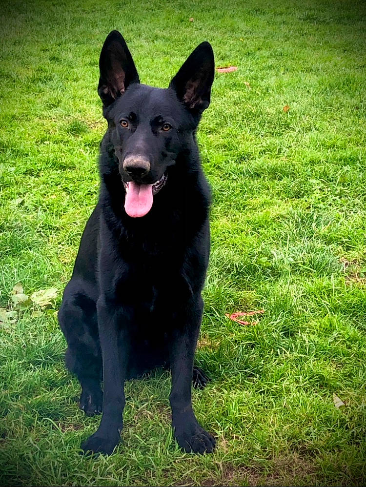 Phantom a rejoint le concours — aidez-le/la à gagner de superbes lots ! borador, canidae, carnivore, companion_dog, dog, dog_breed, eye, grass, groundcover, guard_dog, herding_dog, non_sporting_group, plant, snout, sporting_group, tail, whiskers, working_animal, working_dog