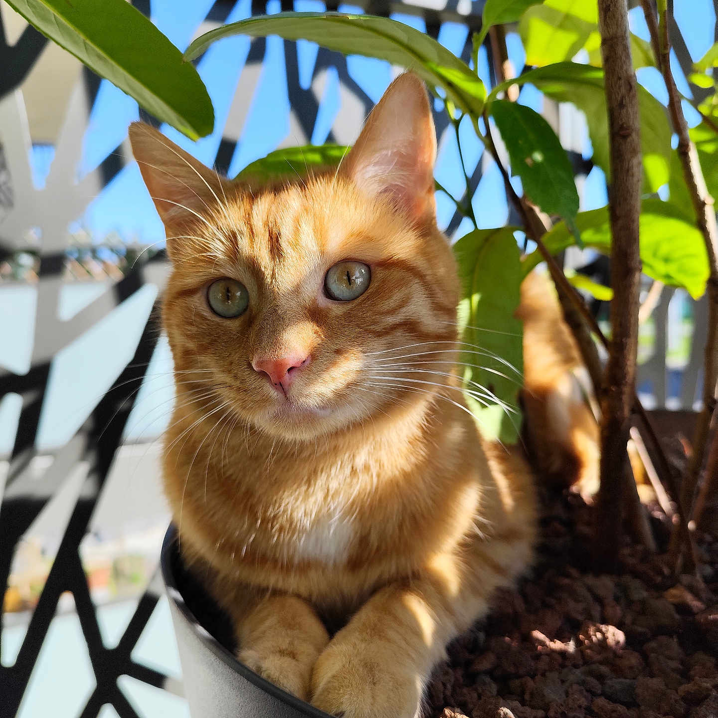 Sushi a rejoint le concours — aidez-le/la à gagner de superbes lots ! abyssinian, animal, bird, cat, cookware, herbal, herbs, jar, kitten, leaf, manx, pet, plant, planter, pot, pottedplant, pottery, soil, vase, wood
