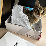 Bella participe au concours pour gagner de l'argent avec cette photo : cat, tabby, box, tissue_paper, indoor, curious, pet, animal, floor, tile, window_light, closeup, whiskers, ears, eyes, feline, container, cardboard, home, cute