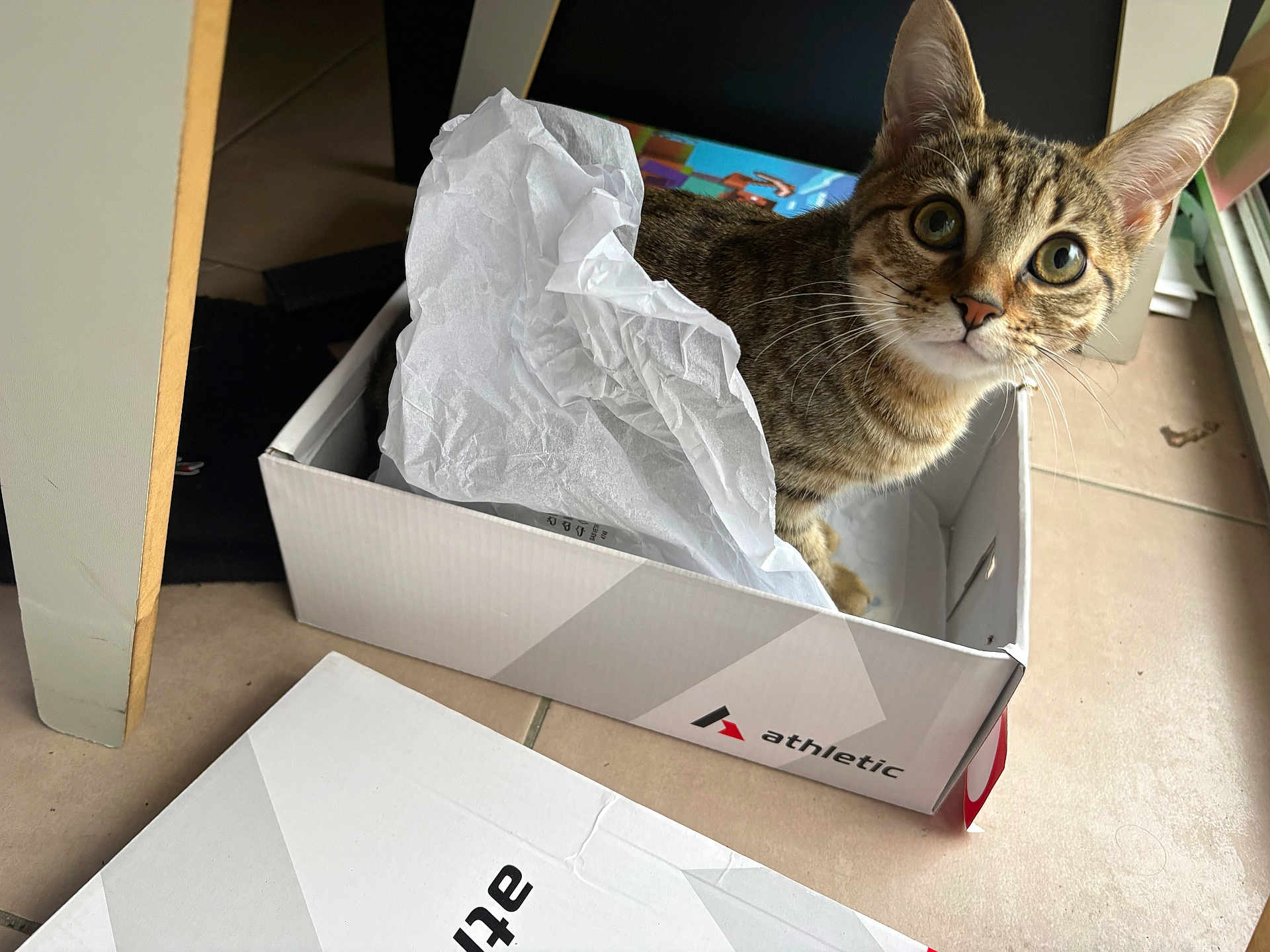 Bella participe au concours pour gagner de l'argent avec cette photo : cat, tabby, box, tissue_paper, indoor, curious, pet, animal, floor, tile, window_light, closeup, whiskers, ears, eyes, feline, container, cardboard, home, cute