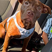 Suga joined the competition — help win amazing prizes! dog, brown_dog, pet, car_seat, sunlight, harness, animal, indoor, seatbelt, child_partial, vehicle_interior, curious, sitting, paw, ears, closeup, expression, travel, companion, domestic_animal