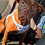 dog, brown_dog, pet, car_seat, sunlight, harness, animal, indoor, seatbelt, child_partial, vehicle_interior, curious, sitting, paw, ears, closeup, expression, travel, companion, domestic_animal