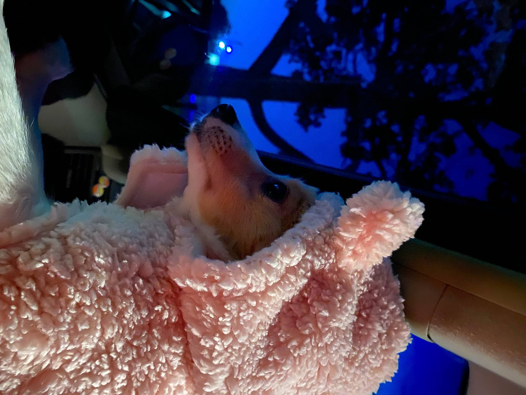 Princess is registered to the contest to win money with this photo: bathing, blue, event, foam, freezing, frost, fun, fur, leisure, precipitation, sculpture, snout, snow, teddy_bear, toy, tree, water, winter