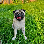 Romy a rejoint le concours — aidez-le/la à gagner de superbes lots ! animal, cute, daylight, dog, ears, face, fur, grass, greenery, happy, mammal, nature, outdoor, pet, playful, pug, sitting, snout, sunlight, tongue_out