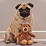 Romy participe au concours pour gagner de l'argent avec cette photo : adorable, animal, beige, brown, companion, cute, dog, domestic_animal, floor, indoor, pet, pet_portrait, playful, portrait, pug, sitting, stuffed_toy, teddy_bear, toy, wall