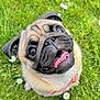 animal, close_up, collar, cute, daisy, dog, flower, fur, grass, happy, looking_up, mammal, nature, outdoor, pet, playful, pug, small_dog, summer, tongue_out