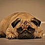 Romy a rejoint le concours — aidez-le/la à gagner de superbes lots ! animal, black, brown, close_up, cute, dog, domestic_animal, ears, expression, face, floor, fur, indoor, lying_down, mammal, pet, portrait, pug, sad, wrinkles