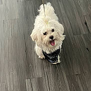 Sete joined the competition — help win amazing prizes! animal, bodypart, canine, clothing, dog, dogbed, eskimodog, hardwood, indoors, interiordesign, leash, mouth, person, pet, poodle, puppy, terrier, walkingdog, whitedog, wood