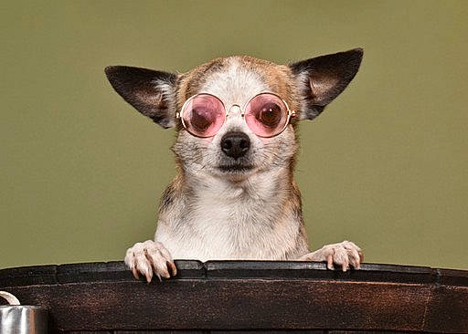 Nic Nac participe au concours pour gagner de l'argent avec cette photo : carnivore, companion_dog, dog, dog_breed, fawn, fur, head, snout, tail, terrestrial_animal, whiskers