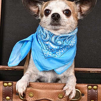 Nic Nac participe au concours pour gagner de l'argent avec cette photo : blue, canidae, carnivore, collar, companion_dog, dog, dog_breed, dog_clothes, dog_supply, electric_blue, fashion_accessory, fawn, fur, linens, rectangle, snout, toy_dog, whiskers, wood, working_animal