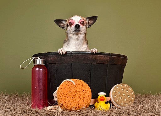 Nic Nac participe au concours pour gagner de l'argent avec cette photo : basket, bowl, canidae, carnivore, cat_supply, companion_dog, dog, dog_breed, dog_supply, drinkware, fawn, felidae, pet_supply, serveware, sporting_group, still_life_photography, tableware, tail, whiskers, working_animal