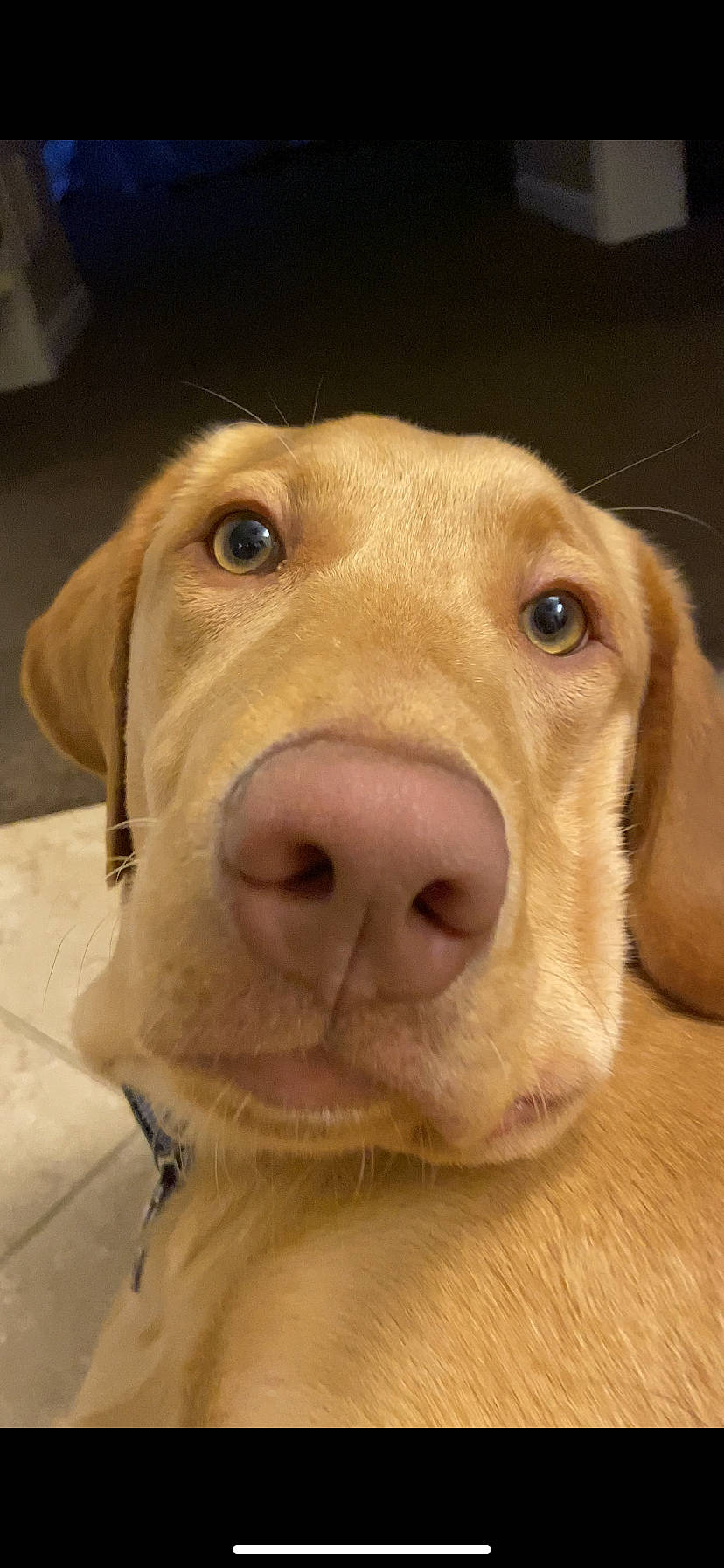 Thor is registered to the contest to win money with this photo: beige, blond, brown, canidae, carnivore, companion_dog, dog, dog_breed, dog_supply, fawn, jaw, liver, organ, pet_supply, skin, snout, tan, terrestrial_animal, vertebrate, working_animal