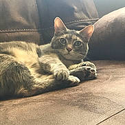 Jingles is registered to the contest to win money with this photo: cat, feline, pet, indoor, couch, brown, fur, paws, relaxed, comfort, animal, whiskers, ears, eyes, resting, soft_light, home, domestic, cute, cozy