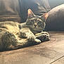 cat, feline, pet, indoor, couch, brown, fur, paws, relaxed, comfort, animal, whiskers, ears, eyes, resting, soft_light, home, domestic, cute, cozy
