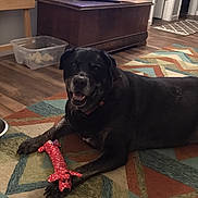 Otis joined the competition — help win amazing prizes! dog, black_dog, toy, plush_toy, rug, geometric_pattern, floor, wooden_chest, television, plastic_container, rope_toy, indoor, pet, animal, smiling_dog, collar, living_room, home, carpet, relaxed
