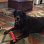dog, black_dog, toy, plush_toy, rug, geometric_pattern, floor, wooden_chest, television, plastic_container, rope_toy, indoor, pet, animal, smiling_dog, collar, living_room, home, carpet, relaxed