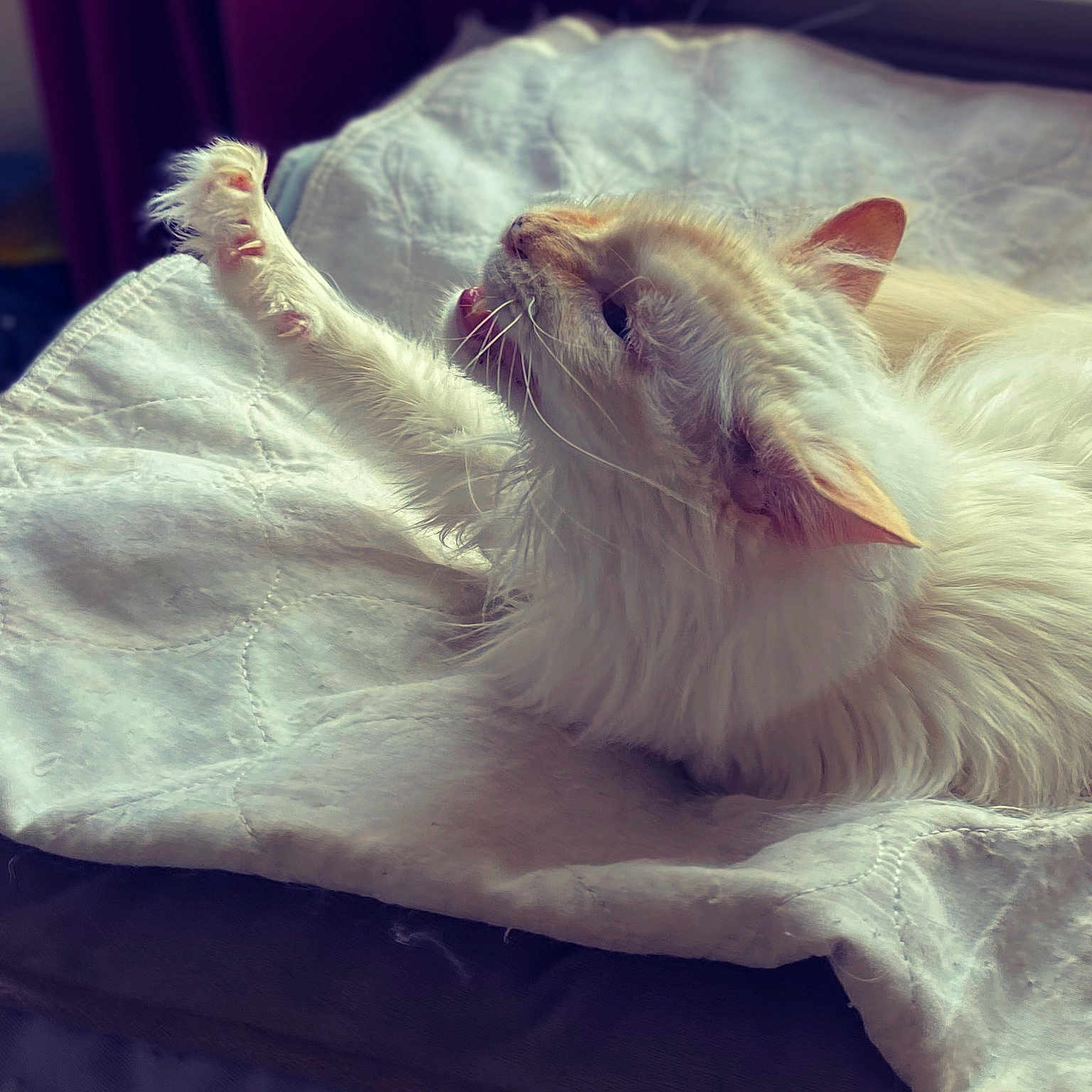Fuego joined the competition — help win amazing prizes! angora, animal, bed, bedroom, blanket, canine, cat, dog, furniture, homedecor, indoors, kitten, linen, manx, person, pet, quilt, room, sleeping, towel