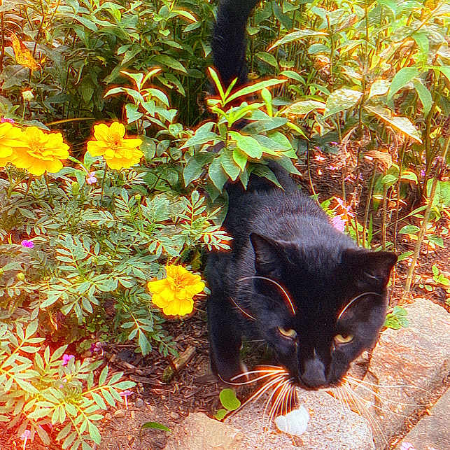 Beastie is registered to the contest to win money with this photo: animal, blackcat, cat, daisy, face, flower, garden, geranium, head, herbal, herbs, leaf, nature, outdoors, path, pet, petal, plant, pottedplant, walkway