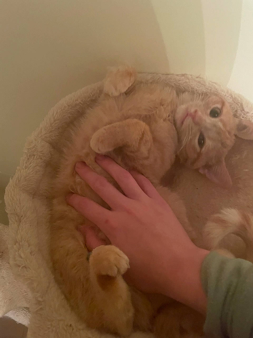 Jara is registered to the contest to win money with this photo: art, canidae, claw, comfort, ear, fawn, felidae, flesh, foot, fur, gesture, nail, paw, small_to_medium_sized_cats, tail, terrestrial_animal, thumb, whiskers, wool, wrinkle