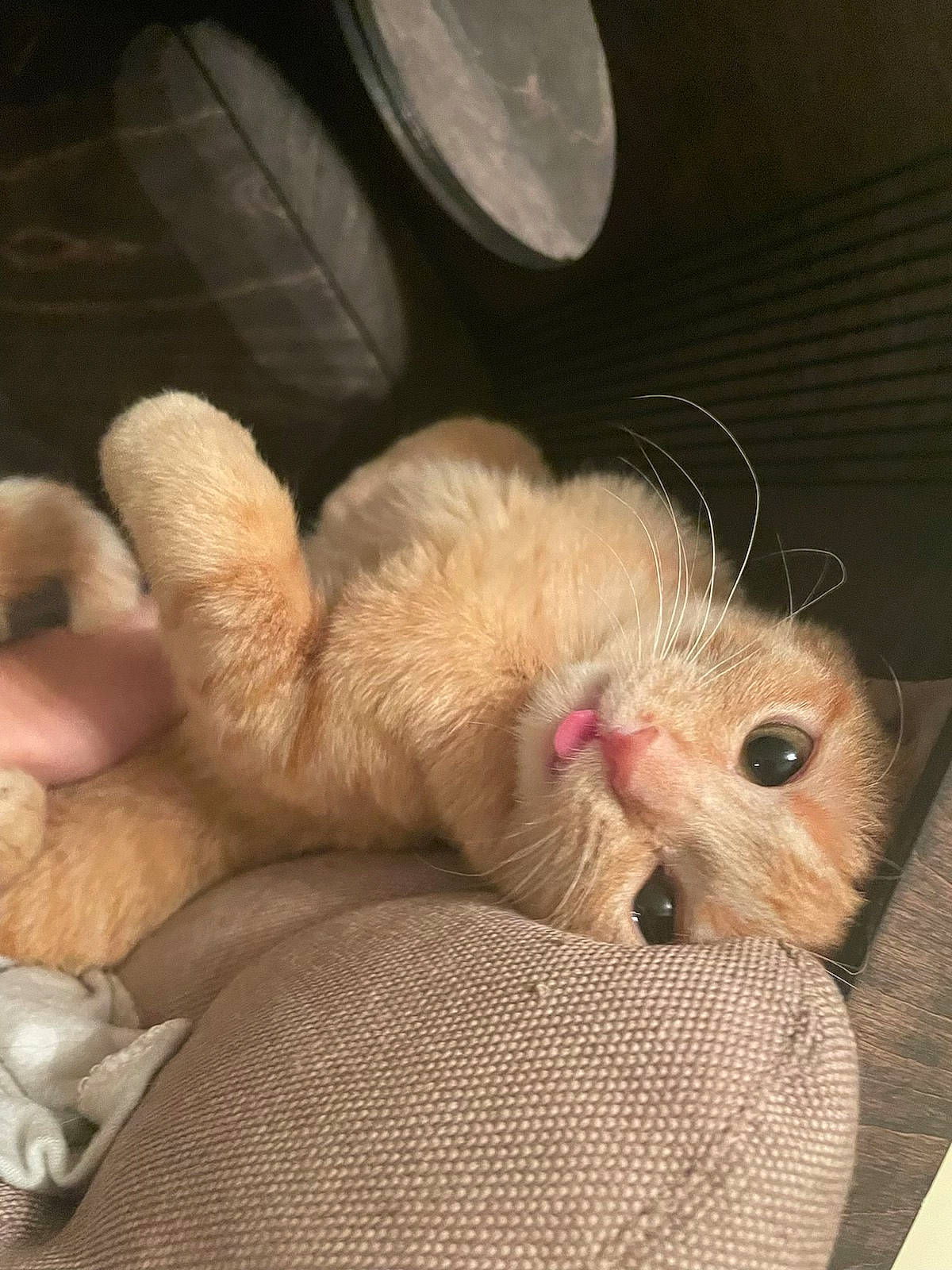 Jara joined the competition — help win amazing prizes! carnivore, cat, claw, comfort, domestic_short_haired_cat, fawn, felidae, ferret, fur, mouse, muroidea, mustelidae, paw, pest, rodent, small_to_medium_sized_cats, snout, tail, terrestrial_animal, whiskers