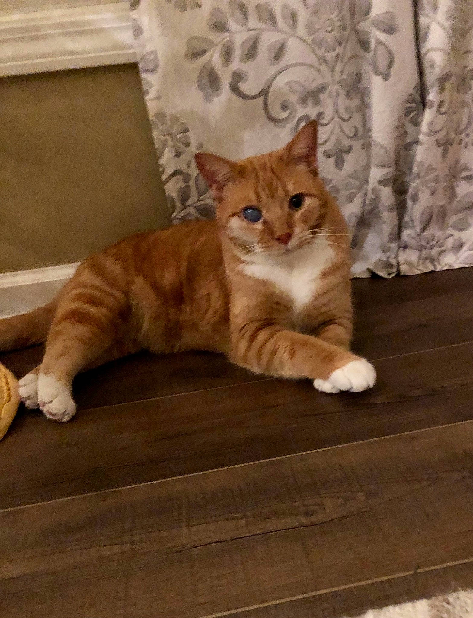 Peach joined the competition — help win amazing prizes! carnivore, cat, claw, comfort, domestic_short_haired_cat, fawn, felidae, floor, flooring, fur, hardwood, paw, small_to_medium_sized_cats, snout, tail, whiskers, window, wood, wood_flooring, wood_stain