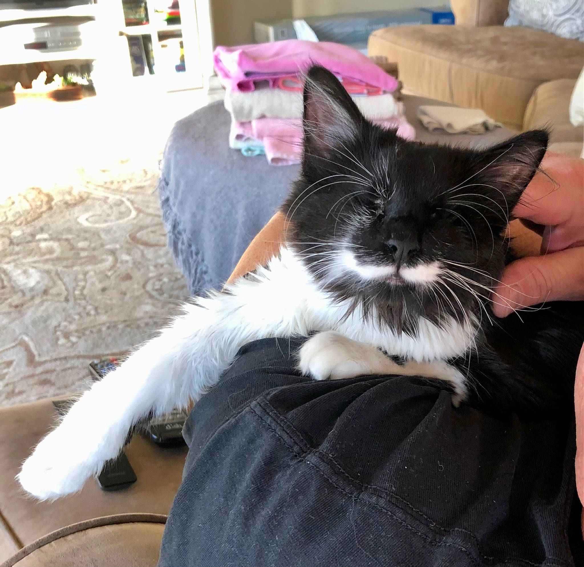 Thumbelina joined the competition — help win amazing prizes! canidae, carnivore, cat, claw, comfort, companion_dog, domestic_short_haired_cat, eye, felidae, flooring, foot, fur, hardwood, human_leg, lap, small_to_medium_sized_cats, snout, tail, tree, whiskers