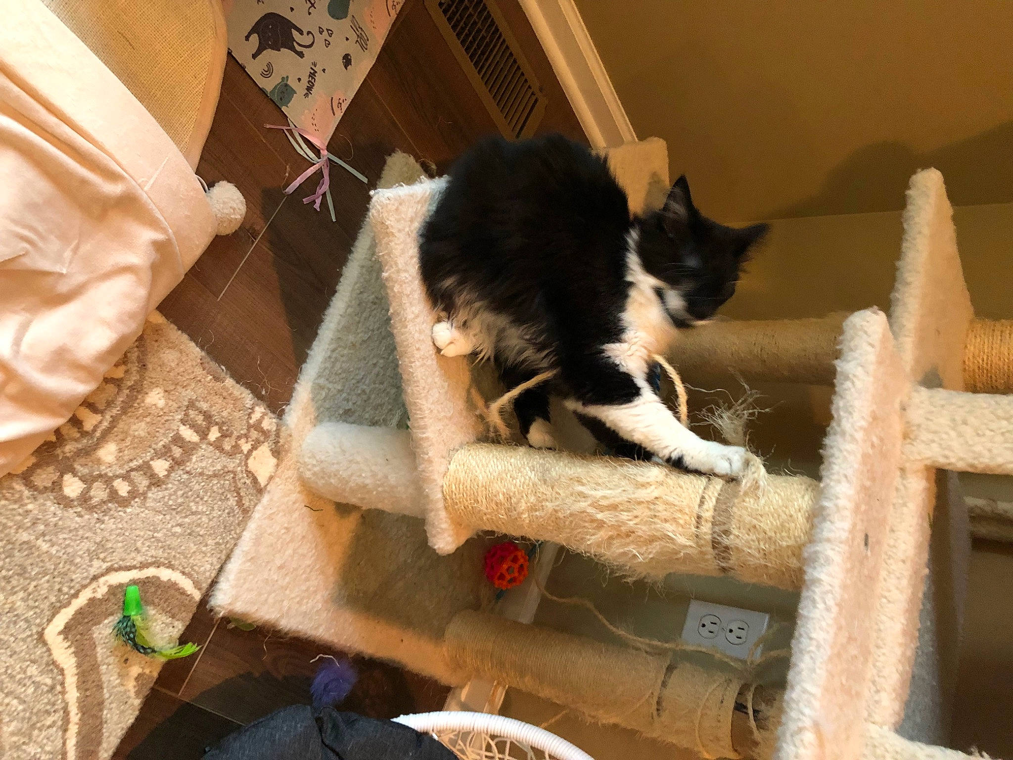 Thumbelina is registered to the contest to win money with this photo: carnivore, cat, cat_supply, comfort, domestic_short_haired_cat, felidae, flooring, fur, hardwood, pet_supply, room, small_to_medium_sized_cats, tail, whiskers, wood