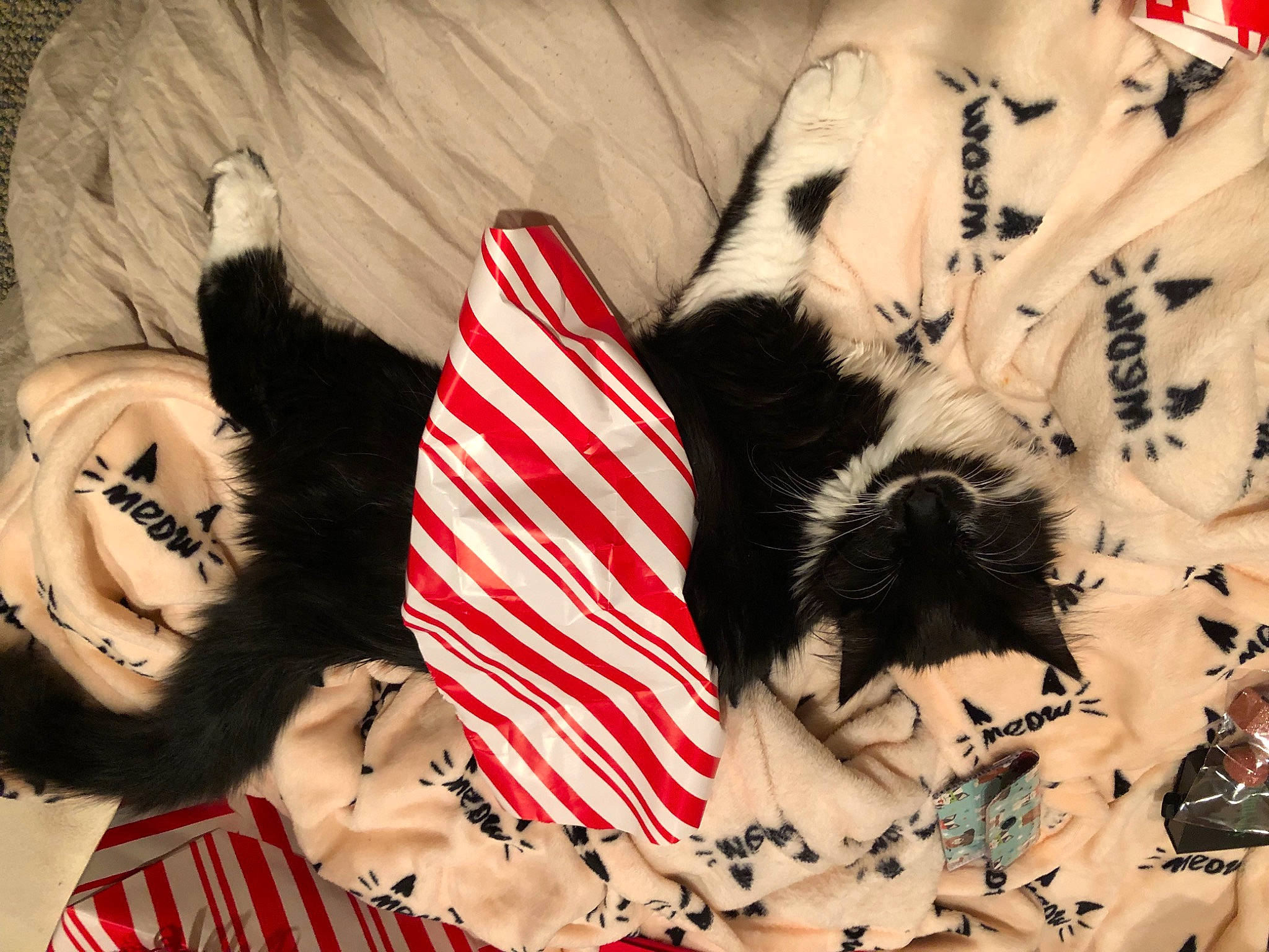 Thumbelina is registered to the contest to win money with this photo: black, carmine, comfort, dress, eyewear, felidae, flag_of_the_united_states, fur, gesture, glove, headgear, human_leg, linens, nail, pattern, red, sunglasses, textile, thigh, tree