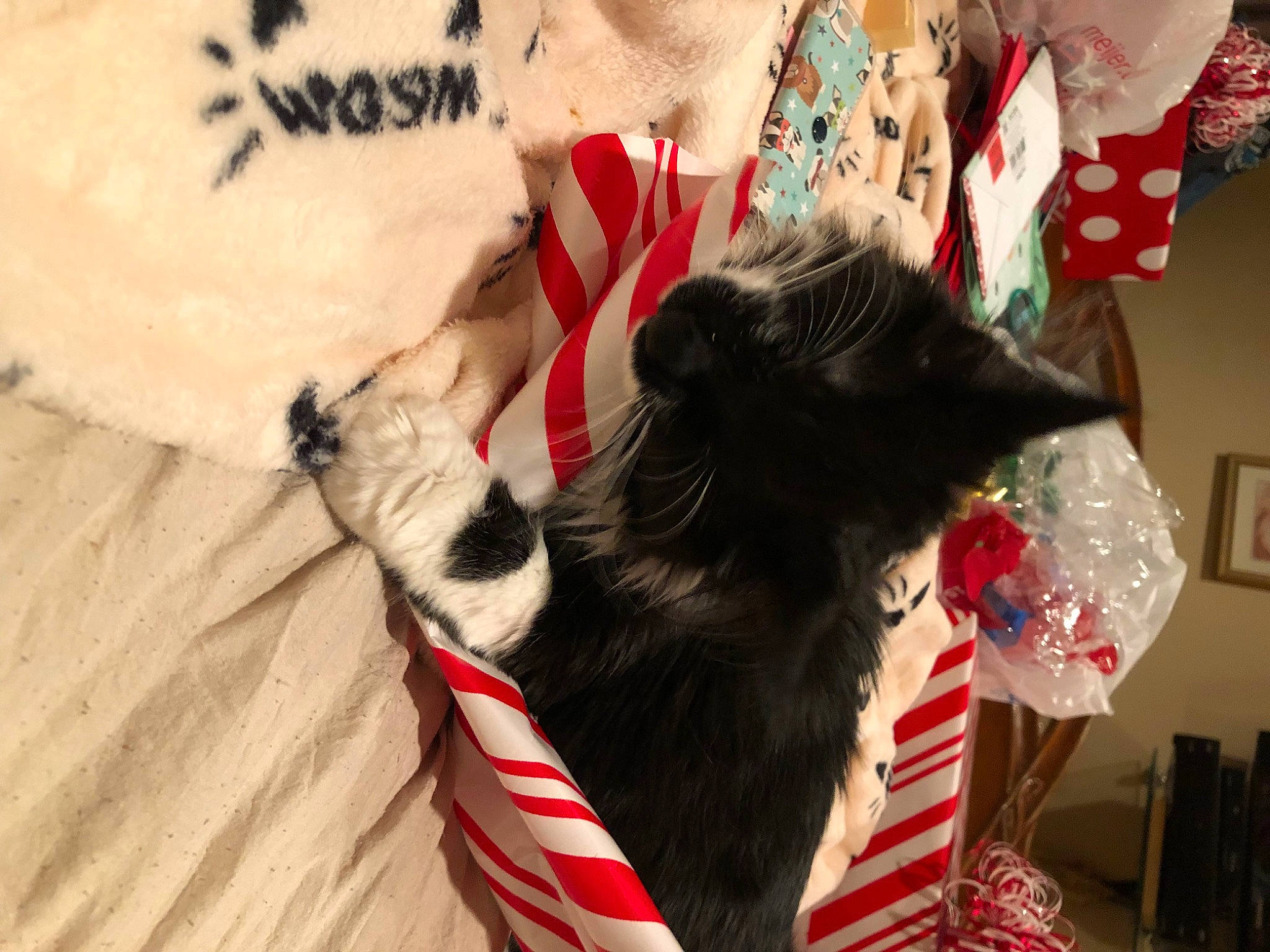 Thumbelina joined the competition — help win amazing prizes! carnivore, cat, christmas, christmas_decoration, comfort, companion_dog, event, fawn, felidae, foot, human_body, human_leg, lap, leg, mammal, small_to_medium_sized_cats, textile, thigh, tree, whiskers