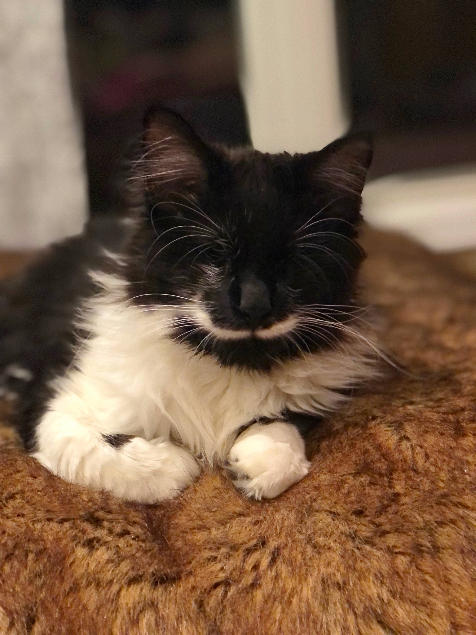 Thumbelina joined the competition — help win amazing prizes! carnivore, cat, claw, comfort, domestic_short_haired_cat, eye, felidae, flooring, fur, grass, human_leg, paw, sitting, small_to_medium_sized_cats, snout, tail, vertebrate, whiskers, window, wood