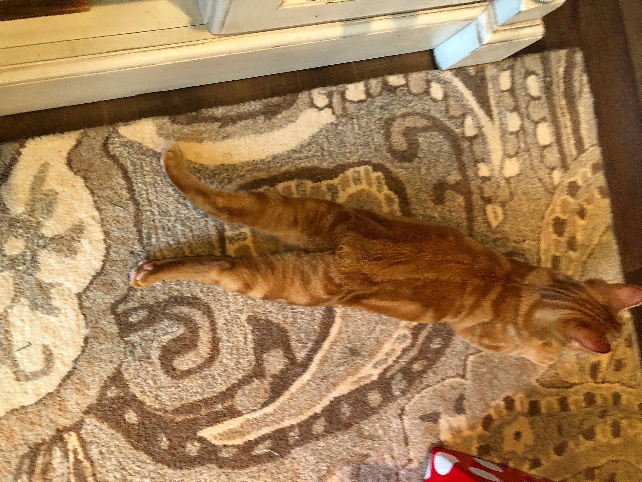 Jasper joined the competition — help win amazing prizes! art, carnivore, carpet, cat, comfort, fawn, felidae, floor, flooring, fur, hardwood, linens, pattern, rectangle, small_to_medium_sized_cats, tail, whiskers, wood, wood_flooring, wood_stain