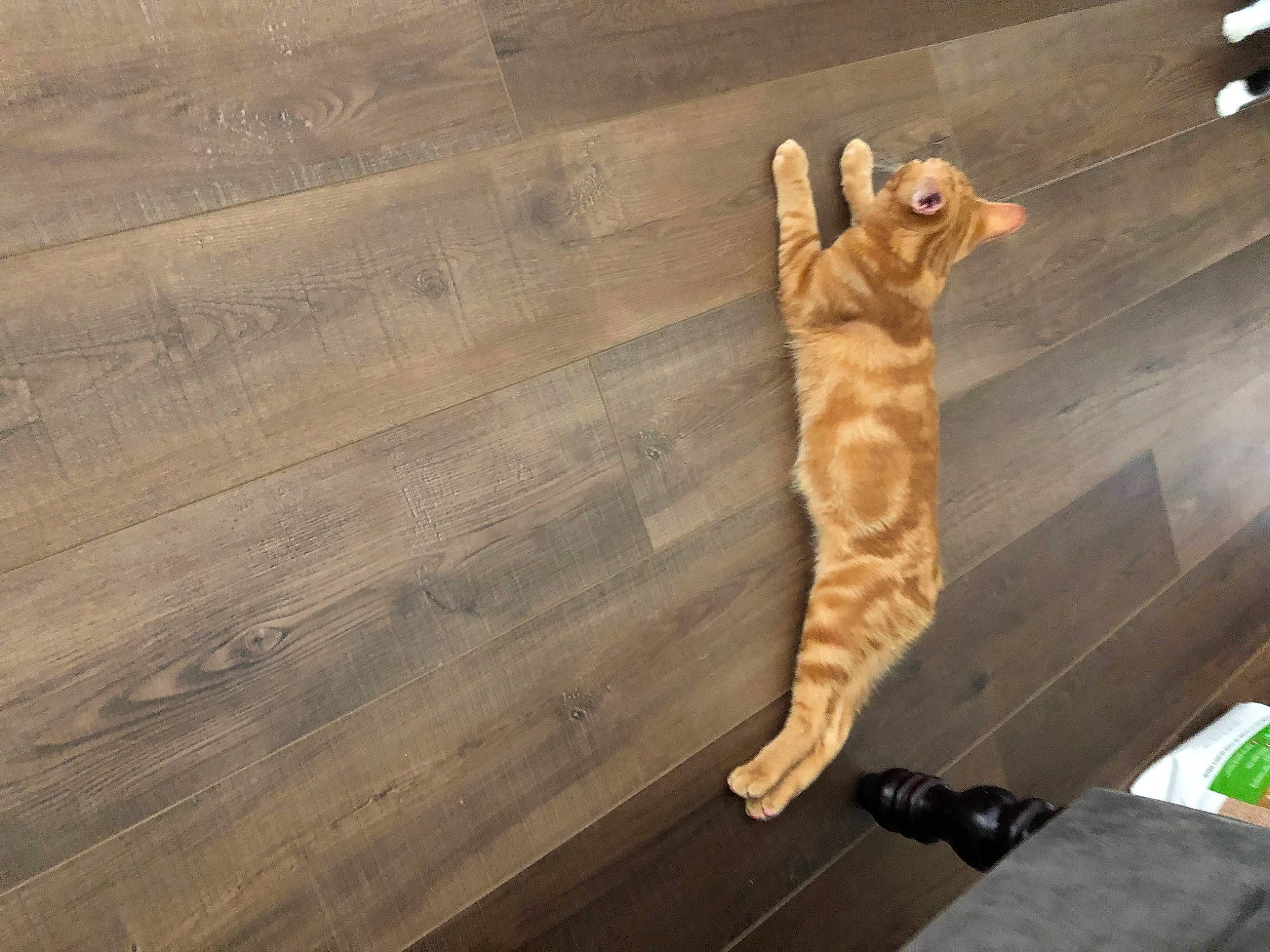 Jasper is registered to the contest to win money with this photo: carnivore, cat, domestic_short_haired_cat, fawn, felidae, floor, flooring, foot, fur, gesture, hardwood, human_leg, laminate_flooring, plank, plywood, small_to_medium_sized_cats, tail, whiskers, wood, wood_stain