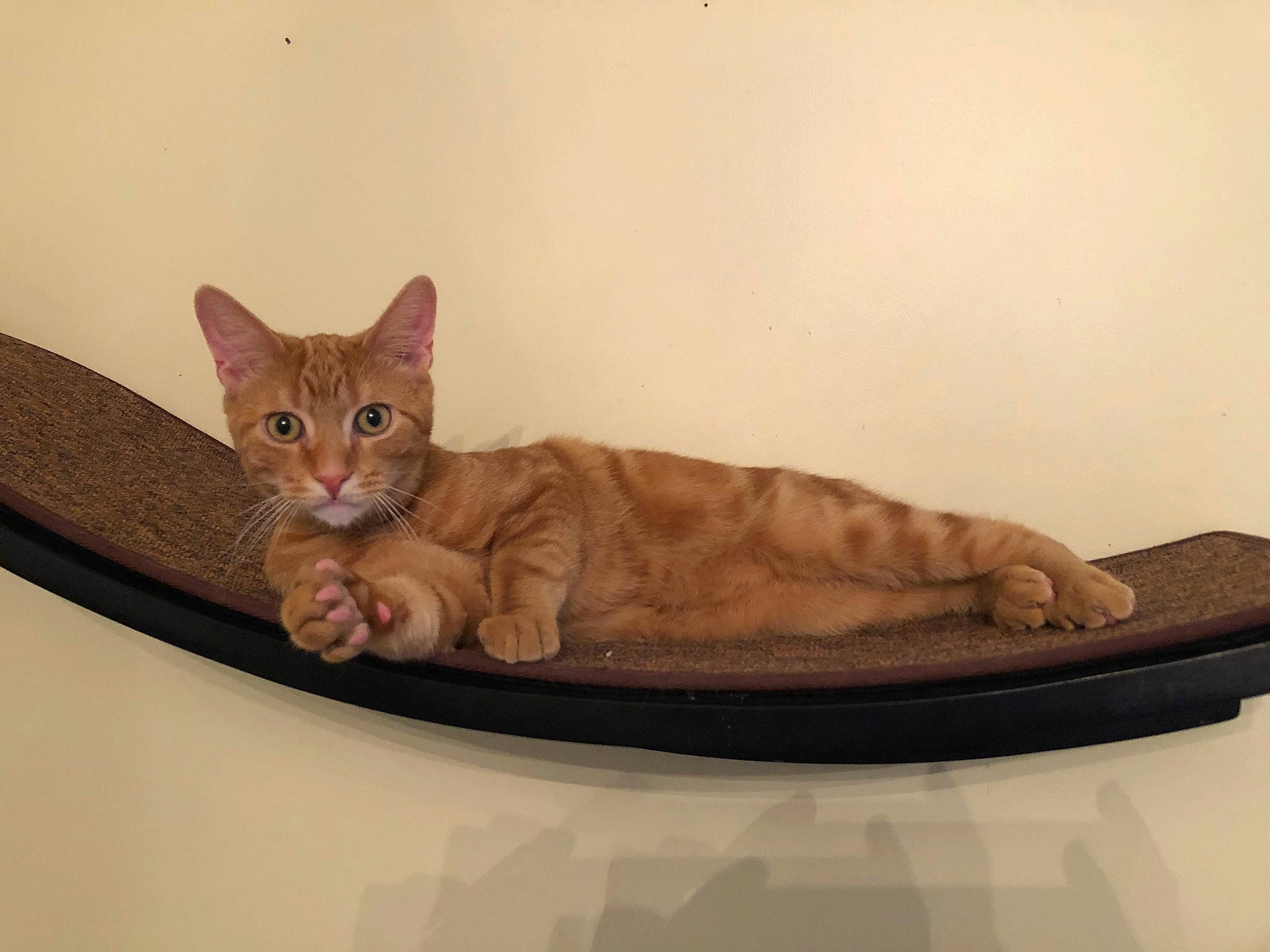 Jasper is registered to the contest to win money with this photo: brown, carnivore, cat, cat_bed, cat_supply, comfort, domestic_short_haired_cat, fawn, felidae, fur, paw, pet_supply, room, small_to_medium_sized_cats, tail, whiskers, window, wood