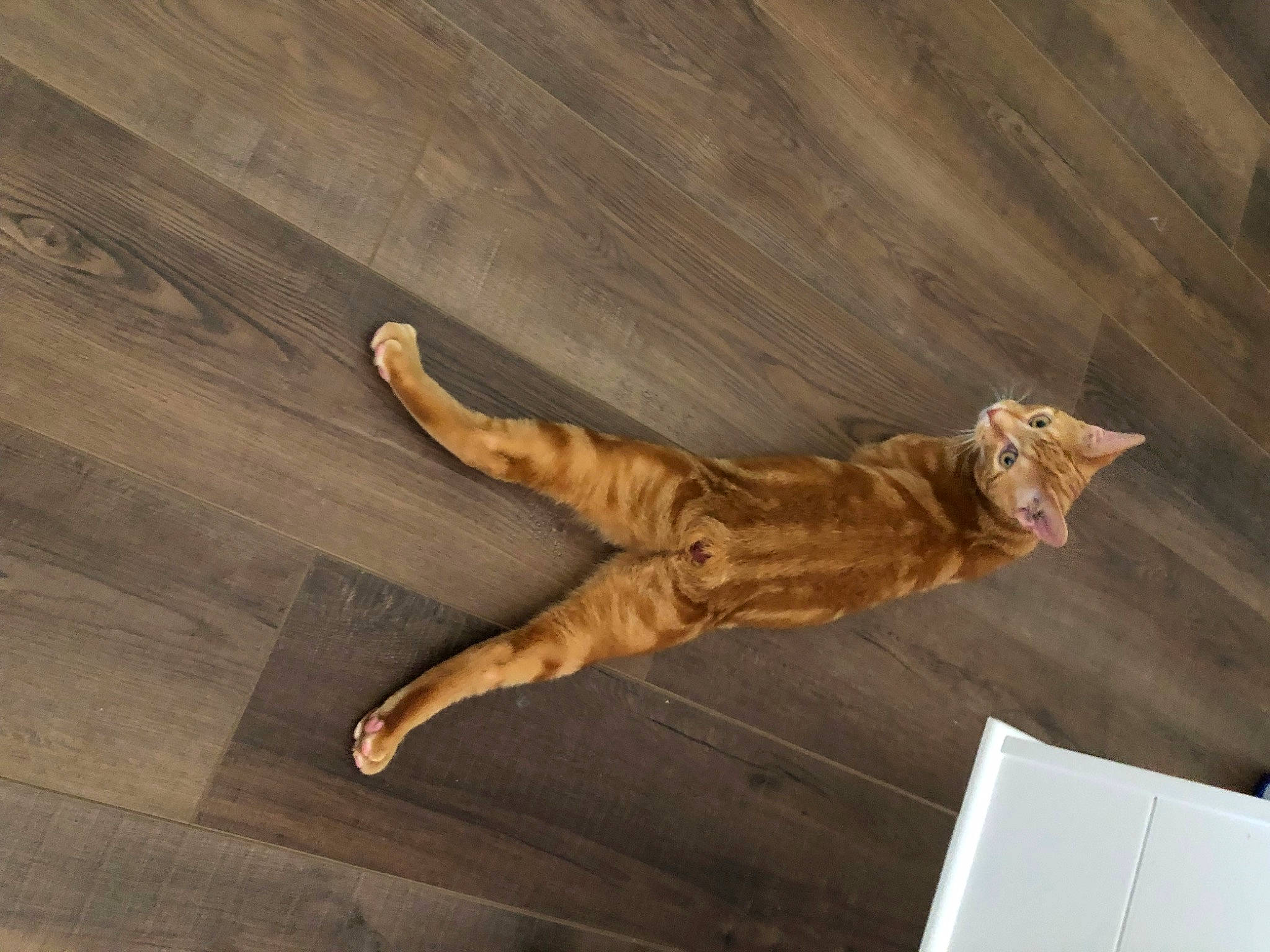Jasper is registered to the contest to win money with this photo: fawn, felidae, flooring, foot, hardwood, human_leg, paper, plank, plywood, shadow, small_to_medium_sized_cats, tail, varnish, visual_arts, wildlife, wing, wood, wood_flooring, wood_stain