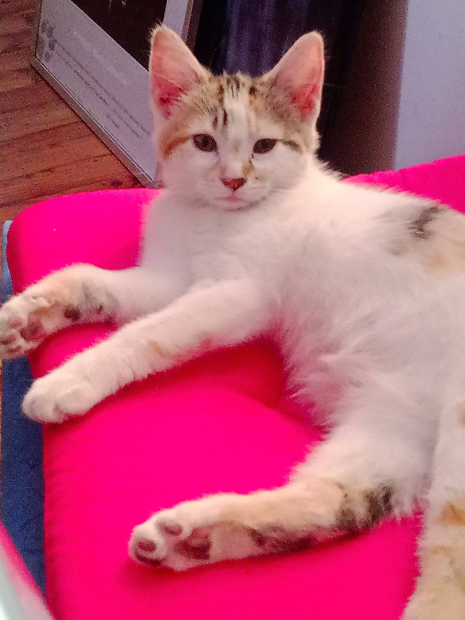 Cleopatre a rejoint le concours — aidez-le/la à gagner de superbes lots ! carnivore, cat, cat_supply, claw, comfort, domestic_short_haired_cat, felidae, foot, fur, lap, paw, pink, sitting, small_to_medium_sized_cats, snout, tail, whiskers