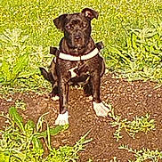 Lola participe au concours pour gagner de l'argent avec cette photo : dog, sitting, outdoor, plants, grass, dirt, road, car, sunlight, nature, animal, pet, black_dog, white_paws, harness, greenery, field, summer, daytime, quiet