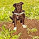 Lola