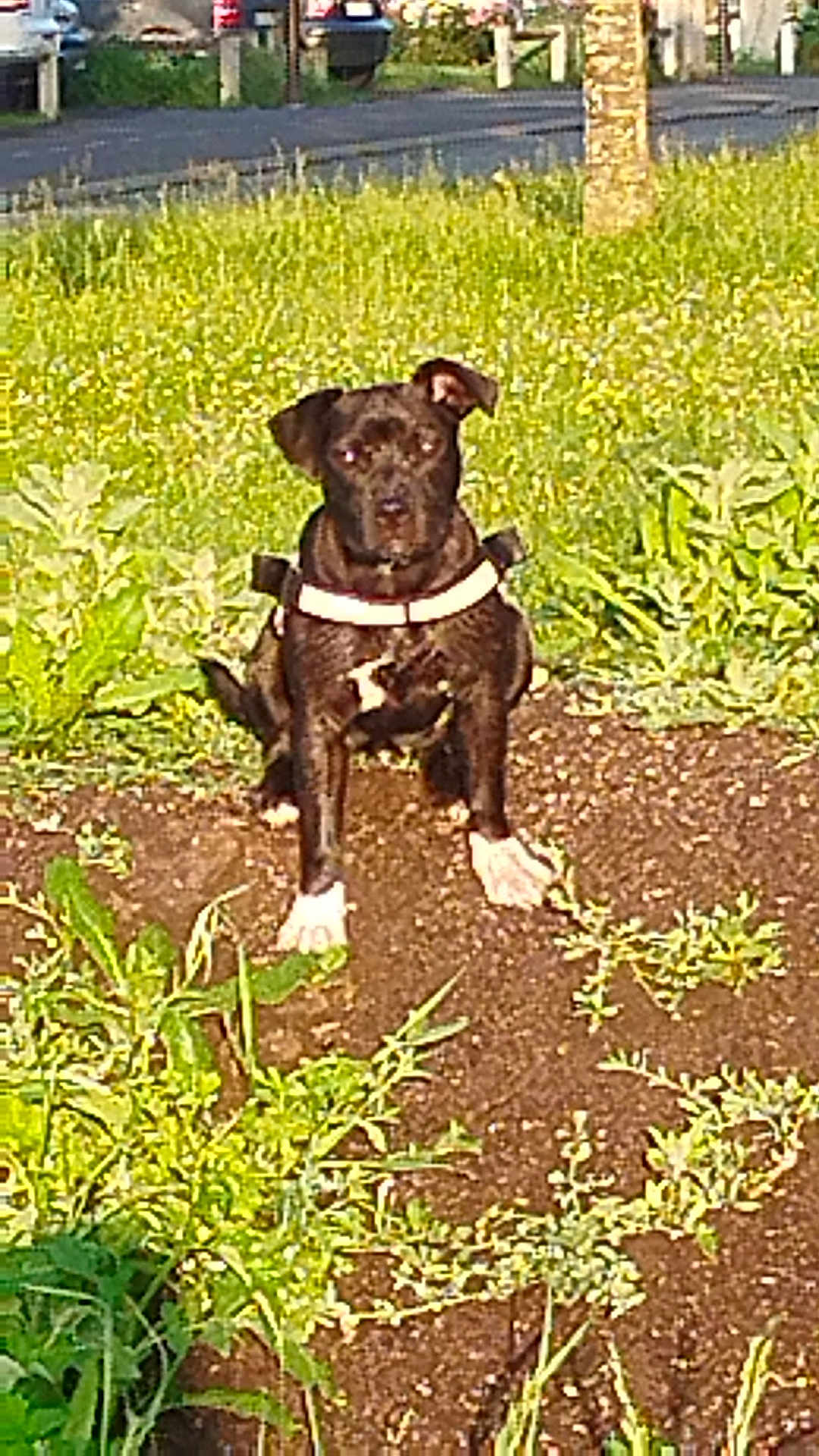 Lola participe au concours pour gagner de l'argent avec cette photo : dog, sitting, outdoor, plants, grass, dirt, road, car, sunlight, nature, animal, pet, black_dog, white_paws, harness, greenery, field, summer, daytime, quiet