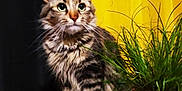 Louna participe au concours pour gagner de l'argent avec cette photo : abyssinian, alloywheel, animal, car, carwheel, cat, cookware, flower, flowerarrangement, jar, kitten, machine, manx, pet, plant, planter, pot, pottedplant, pottery, vase
