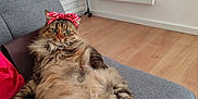 Louna participe au concours pour gagner de l'argent avec cette photo : animal, bandana, cat, couch, cute, drying_rack, feline, fluffy, fur, gray_couch, hanger, home, indoor, lying_down, pet, radiator, red_bandana, relaxed, tabby, wooden_floor