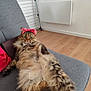 animal, bandana, cat, couch, cute, drying_rack, feline, fluffy, fur, gray_couch, hanger, home, indoor, lying_down, pet, radiator, red_bandana, relaxed, tabby, wooden_floor