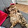 Louna