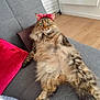 Louna participe au concours pour gagner de l'argent avec cette photo : bandana, cat, couch, cozy, cute, domestic_animal, feline, fluffy, gray_couch, green_eyes, indoor, long_hair, pet, pillow, red_bandana, red_pillow, relaxed, resting, tabby_cat, wooden_floor