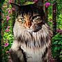 animal, cat, close_up, cute, feline, flower, fur, garden, greenery, leaf, long_hair, nature, outdoor, peaceful, pet, pink_flower, plant, portrait, sitting, whiskers