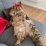 animal, bandana, cat, couch, cozy, cute, domestic, feline, fluffy, fur, gray_couch, home, indoor, living_room, lying_down, pet, red_bandana, relaxed, tabby, wooden_floor