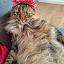 Louna a rejoint le concours — aidez-le/la à gagner de superbes lots ! animal, bandana, cat, couch, cute, domestic_cat, feline, fluffy, fur, green_eyes, home, indoor, lying_down, mammal, pet, portrait, red_bandana, relaxed, tabby, whiskers
