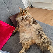 Louna participe au concours pour gagner de l'argent avec cette photo : animal, cat, couch, cute, domestic, feline, fluffy, fur, gray_fabric, green_eyes, indoor, lounging, paw, pet, red_pillow, relaxed, resting, tabby, tail, wooden_floor